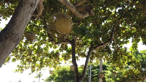 The lighting lantern has a beautiful lampshade and hangs on a tree Vidéo 108720892