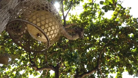 The lighting lantern has a beautiful lampshade and hangs on a tree Stock Footage 108720952
