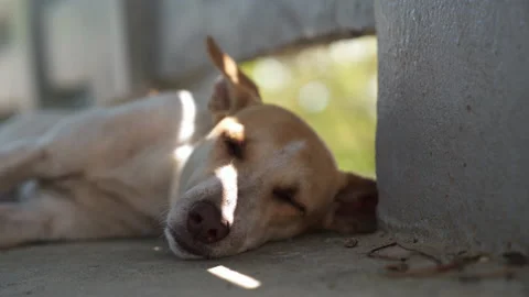 Lighting shining on the face of stray dog Stock Footage 137960908