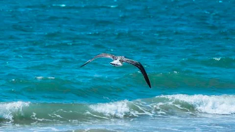 Lightly flying seagull above the surface of the azure sea Stock Photos