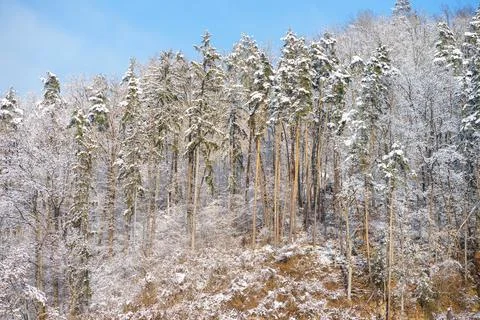 Lightly snow-covered pine and spruce trees on the slope of the Austrian Alps Stock Photos