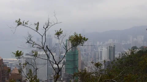 Lightly swaying tree branch in the foreground with the view of Hong Kong city Stock Footage 336862985