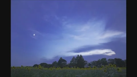 Lightning Above Sunflower Field at Night - Zama, Kanagawa, Japan Stock Footage 343326802