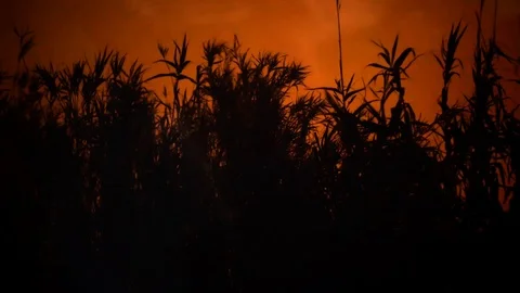 Lightning and corn field Stock Footage 102514140