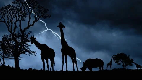 Lightning and thunderstorm flash over African Landscape with Giraffe Stock Footage 151477038