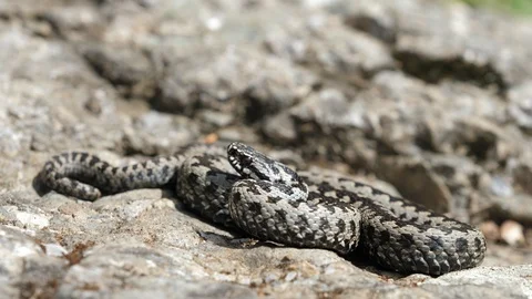 Lightning attack of the adder viper snake (Vipera berus) Stock Footage 118535721