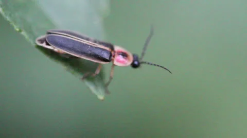Lightning bug 1 firefly  Stock Footage 25602750