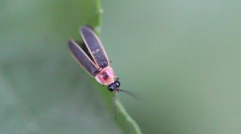Lightning bug 2 firefly  Stock Footage 25602939