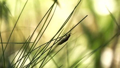 Lightning bug climbing to high Stock Footage 90119872