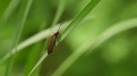 Lightning Bug Crawling on Vegetation 動画素材 37973580