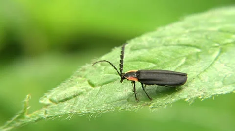 Lightning Bug Video stock 24712487