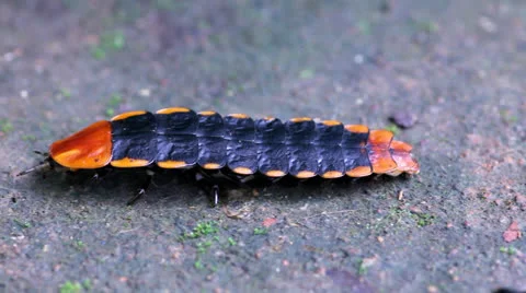 Lightning bug Stock Footage 25698875