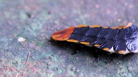 Lightning bug Stock Footage 25700276