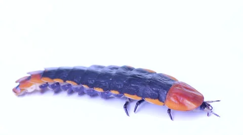 Lightning bug Stock Footage 25701907