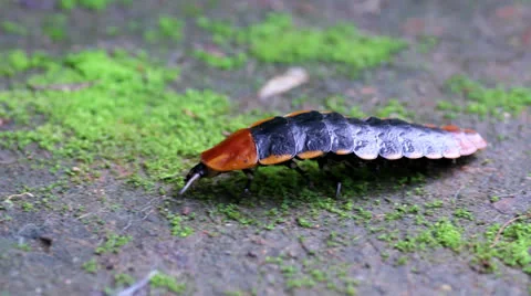 Lightning bug Stock Footage 25702384