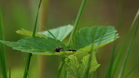 Lightning bugs couple on the leaf Stock Footage 90119699