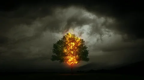 Lightning burns a tree 動画素材 11658234