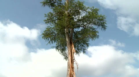 Lightning Damage to an Isolated, Tall Tree Stock Footage 54714767