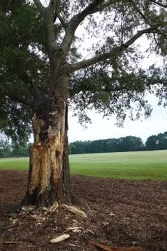 Lightning damaged tree Stock Photos