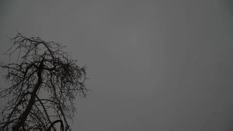 Lightning in the evening sky near the withered tree during the rain. 動画素材 130498954