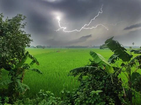 Lightning flash between dark clouds in the sky and lush green paddy fields Stock Photos