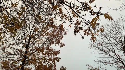 Lightning Flash in Cloudy Sky Stock Footage 140990152