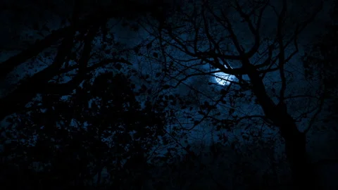 Lightning Flashes And Moon Above Trees POV At Night Stock Footage 337835697