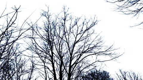 Lightning Flashes Behind Dead Tree Scary Scene Vídeo Stock 289297664