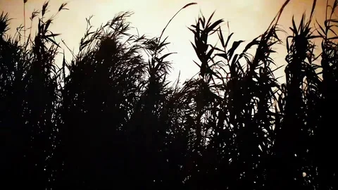 Lightning Video stock 102512329