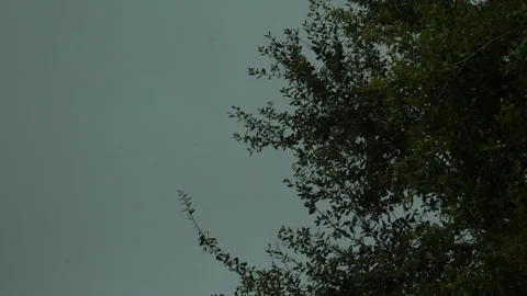 Lightning Over Trees Stock Footage 285092843