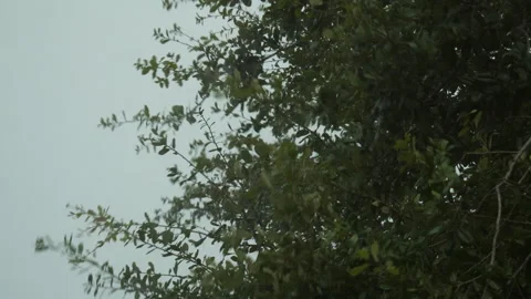 Lightning Over Trees Stock Footage 285092851