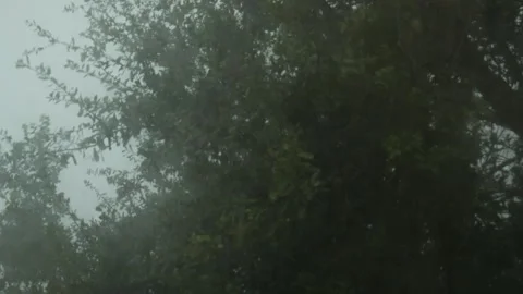 Lightning Over Trees Stock Footage 285092854