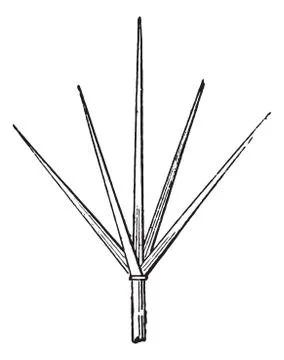 Lightning rod or Lightning conductor, vintage engraving. Stock Illustration