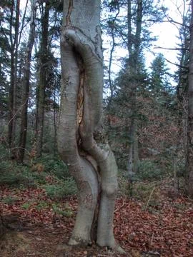 Lightning-Scarred Beech Stock Photos