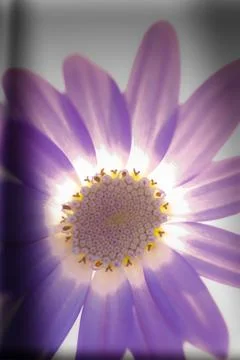 Lightning senetti bloom Stock Photos