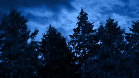 Lightning Storm Flashing Behind Tall Trees At Night Stock Footage 279894281