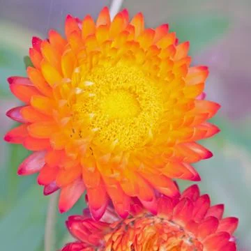 Lightning straw flowers Foto stock
