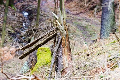 Lightning-stricken tree in the forest Stock Photos