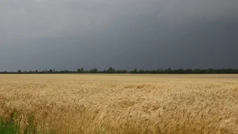 Lightning strike during a storm on a wheat field Stock Footage 77261274