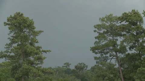 Lightning strikes between the Pines 스톡 동영상 54712065