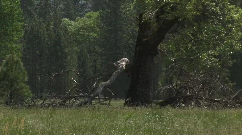 Lightning struck tree Stock Footage 475483