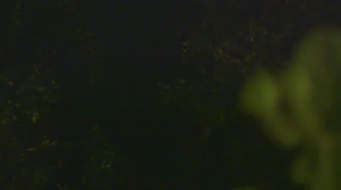 Lightning through the trees Stock Footage 25851291