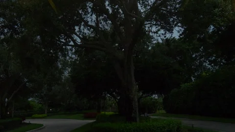 Lightning Through Trees Stock Footage 284783790
