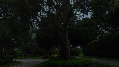 Lightning Through Trees Stock Footage 284784150