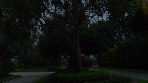 Lightning Through Trees Stock Footage 284784151