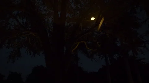 Lightning Through Trees Stock Footage 284784152