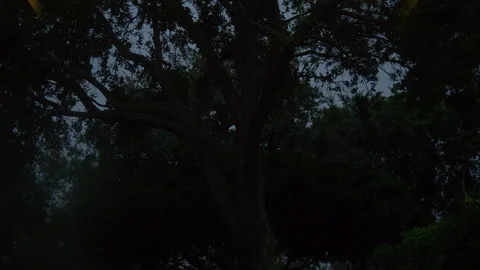 Lightning Through Trees Stock Footage 284784161