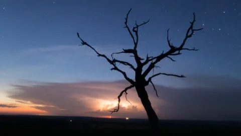 Lightning timelapse with clouds passing dead tree on foreground. Stock Footage 134072565