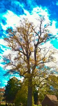 Lightning Tree Old Salem Foto stock