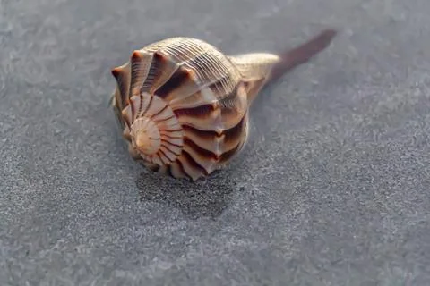 Lightning Whelk Stock Photos